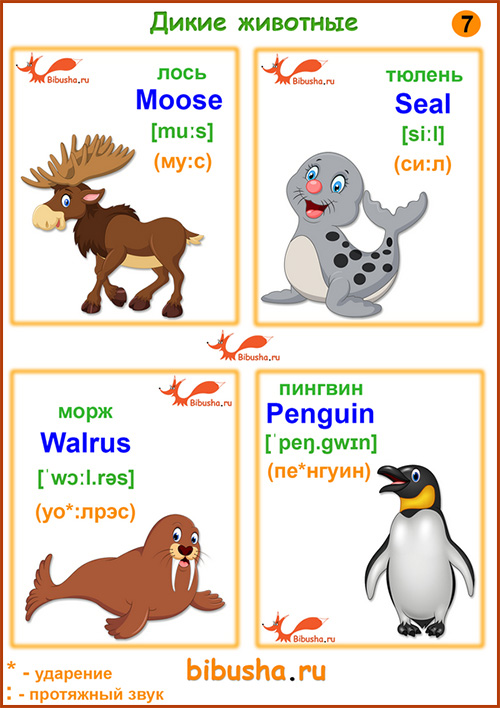 Карточки с английскими словами - Moose - Лось, Seal - Тюлень, Walrus - Морж, Penguin - Пингвин
