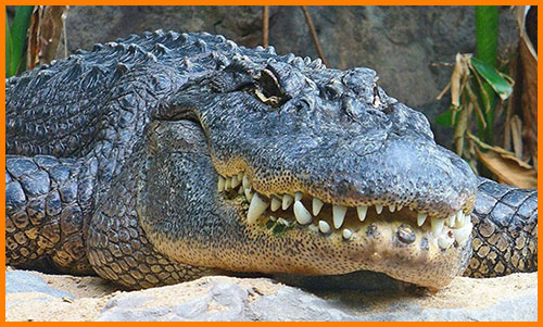 Черепахи и крокодилы - пресмыкающиеся или земноводные?