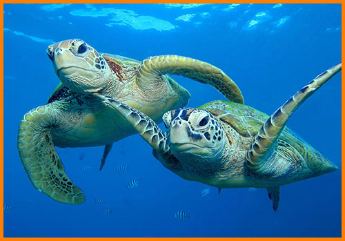Зеленые морские черепахи - пресмыкающиеся
