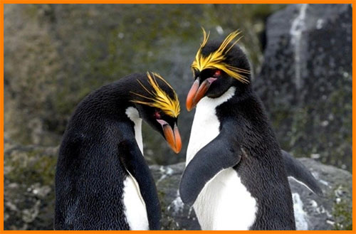 Златовласые пингвины