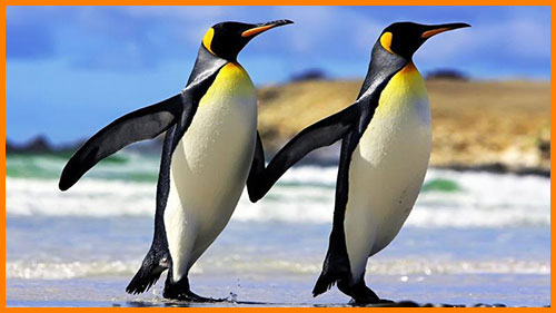 Два пингвина идут вместе
