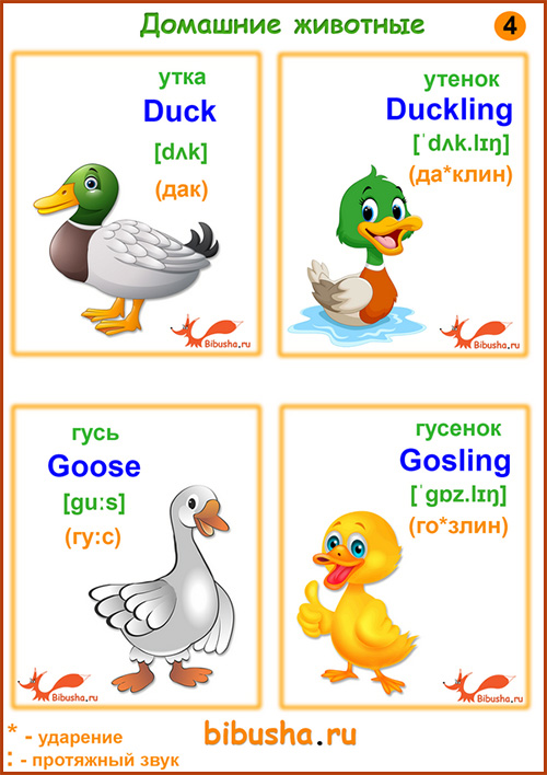 Домашние животные по-английски - Duck - Утка, Duckling - Утенок, Goose - Гусь, Gosling - Гусенок