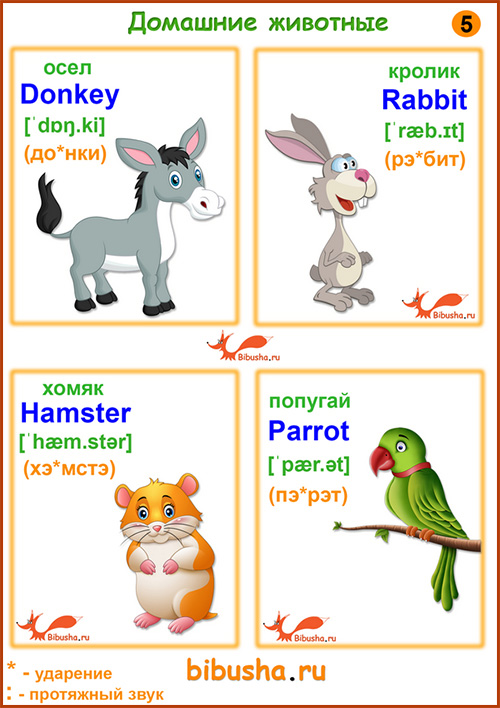 Карточки английских слов - Donkey - Осел, Rabbit - Кролик, заяц, Hamster - Хомяк, Parrot - Попугай