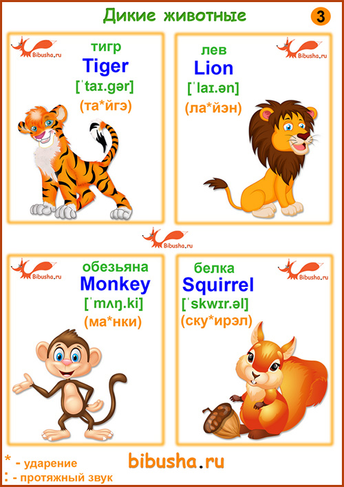 Карточки английских слов - Tiger - Тигр, Lion - Лев, Monkey - Обезьяна, Squirrel - Белка