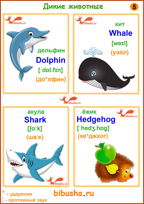 Карточки по английскому - Dolphin - Дельфин, Whale - Кит, Shark - Акула, Hedgehog - Ёжик