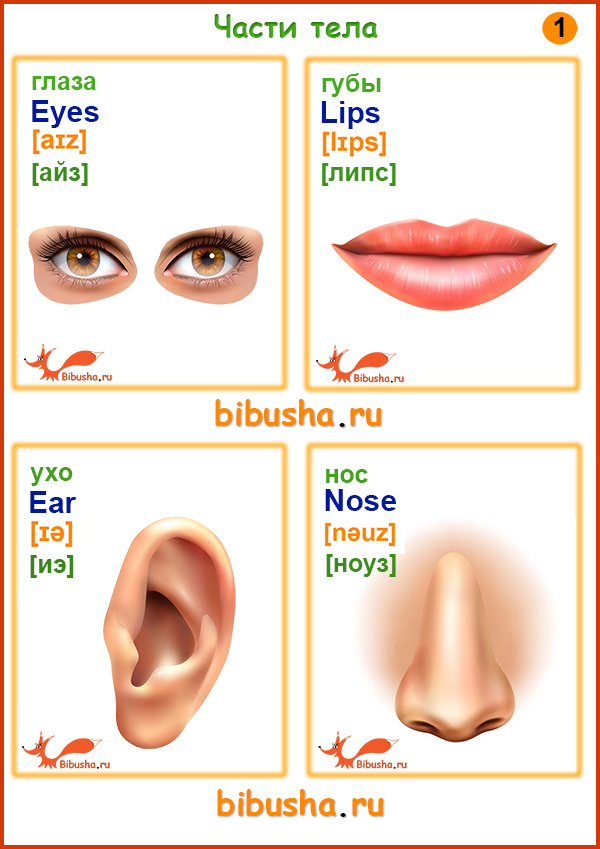 Английские карточки - Части тела - Глаза - eyes, ухо - ear, губы - lips, нос - nose