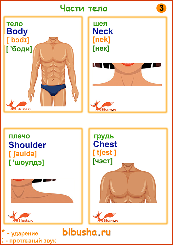 Развивающие карточки по английскому - Тело - bodi, шея - neck, shoulder - lips, грудь - chest