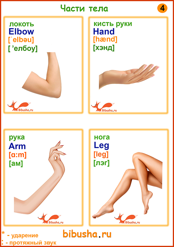 Английские карточки в картинках - Локоть - elbow, кисть руки - hand, рука - arm, нога - leg