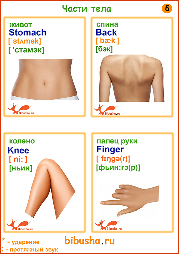 Английские карточки с транскрипцией - Живот - stomach, спина - back, колено - knee, палец руки - finger