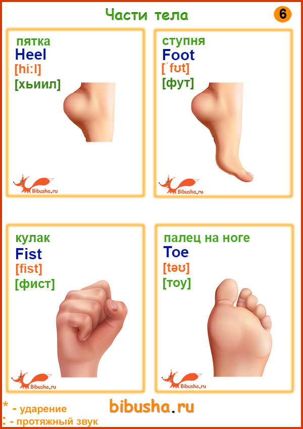 Развивающие карточки - Части тела по английски - Пятка - heel, ступня - foot, кулак - fist, палец на ноге - toe
