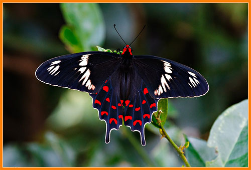 Индийская бабочка