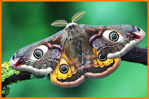 Бабочка - малый павлиний глаз