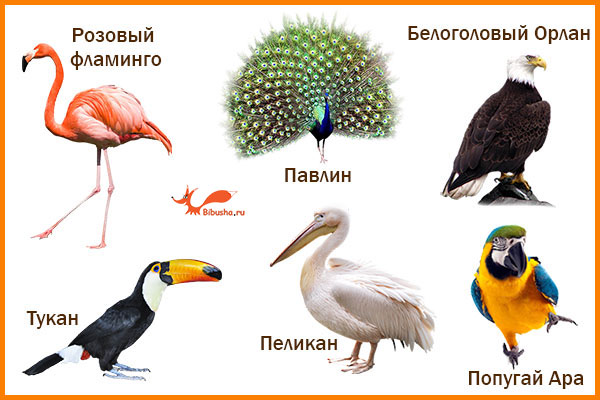 Клювы у разных птиц