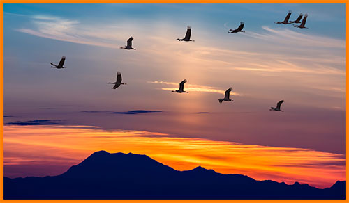 Миграция птиц - ключ птиц в небе