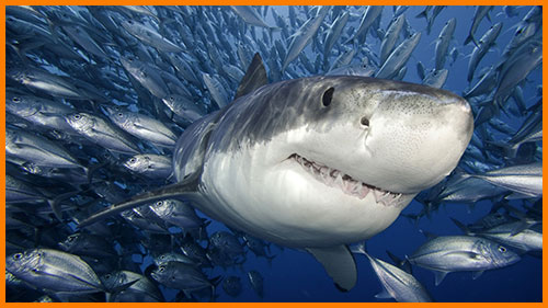 В Черном и Азовском морях живут акулы