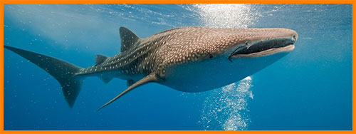 Китовая акула - самая большая рыба в мире