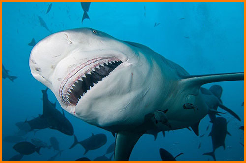 Тупорылая акула - одна из самых опасных