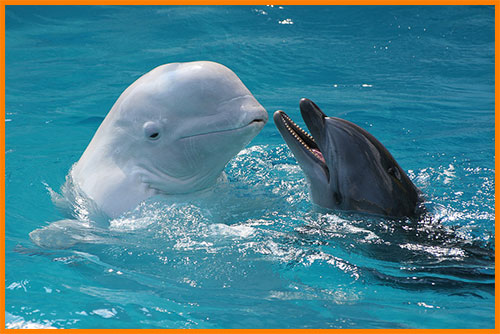Дельфины и киты - млекопитающие, похожие на рыб