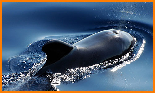 Дыхание дельфинов и китов
