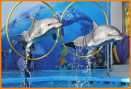 Дельфины выступают в дельфинарии