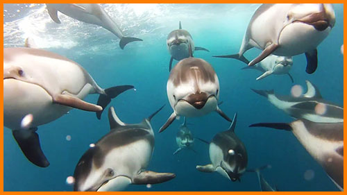 Дельфины плавают группами