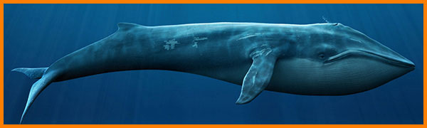 Синий кит - самое большое животное на земле