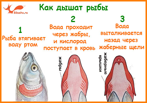 Как происходит дыхание у рыб?