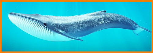 Синий кит - самое крупное млекопитающее