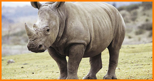 Носороги - вымирающее млекопитающее животное
