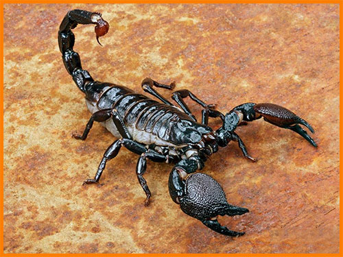 Хвост скорпиона с ядовитым жалом