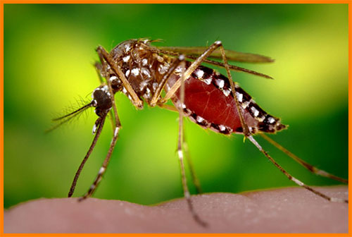 Образ жизни комаров