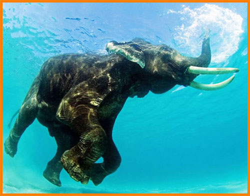 Слон плывет под водой
