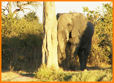 Слон чешется о дерево