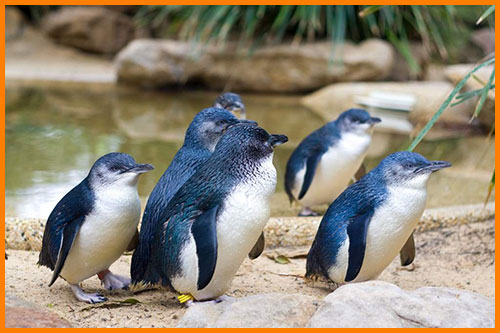 Карликовые пингвины