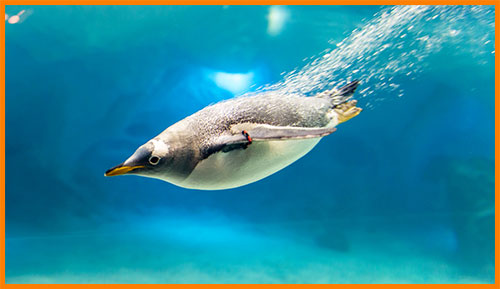 Как живут пингвины?