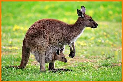 Самка кенгуру с детенышем в сумке