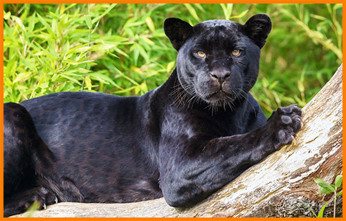 Черная пантера - ягуар с черным окрасом