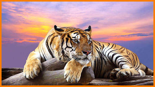Тигры - самые крупные животные семейства кошачьих