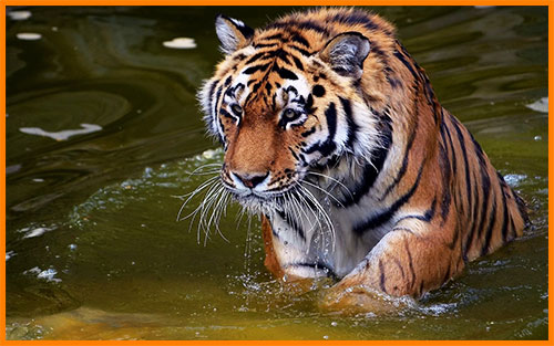 Тигры хорошо плавают