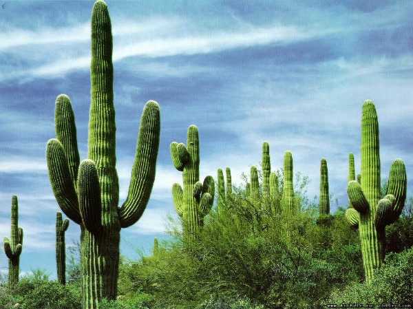 Гигантские кактусы Мексики