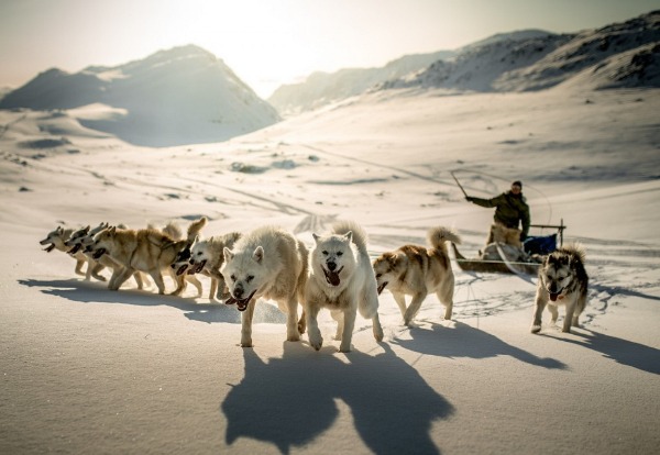 Эскимосы едут на санях, запряженных собаками