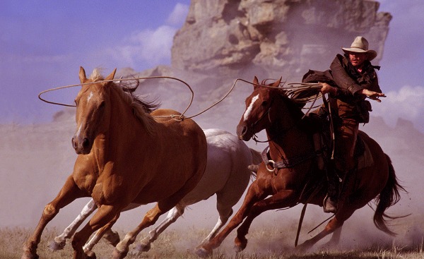 Американские ковбои ловят лошадь с помощью лассо